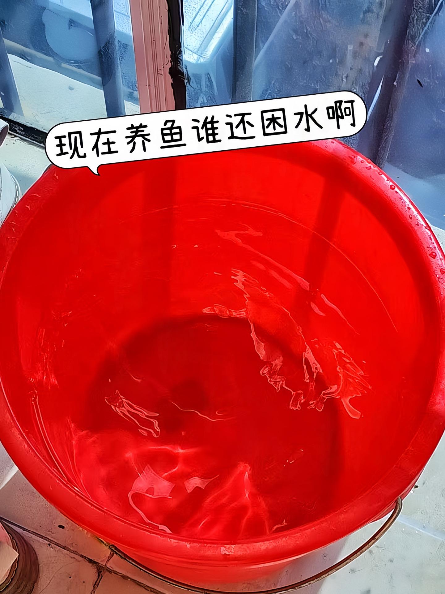 还在为自来水不能直接养鱼烦恼？鱼乐宝轻松解决！入水速溶，迅速中和水中有...