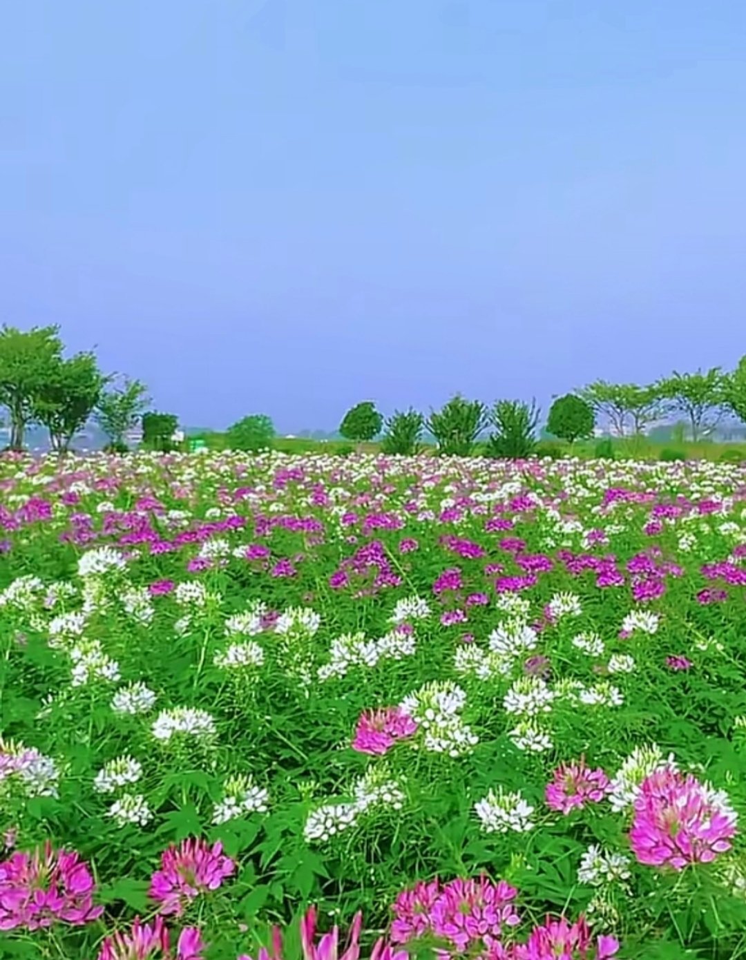 【以总理刷特朗普社媒才知取消袭伊】当地时间8月2日，多名以色列官员称，在美国取消