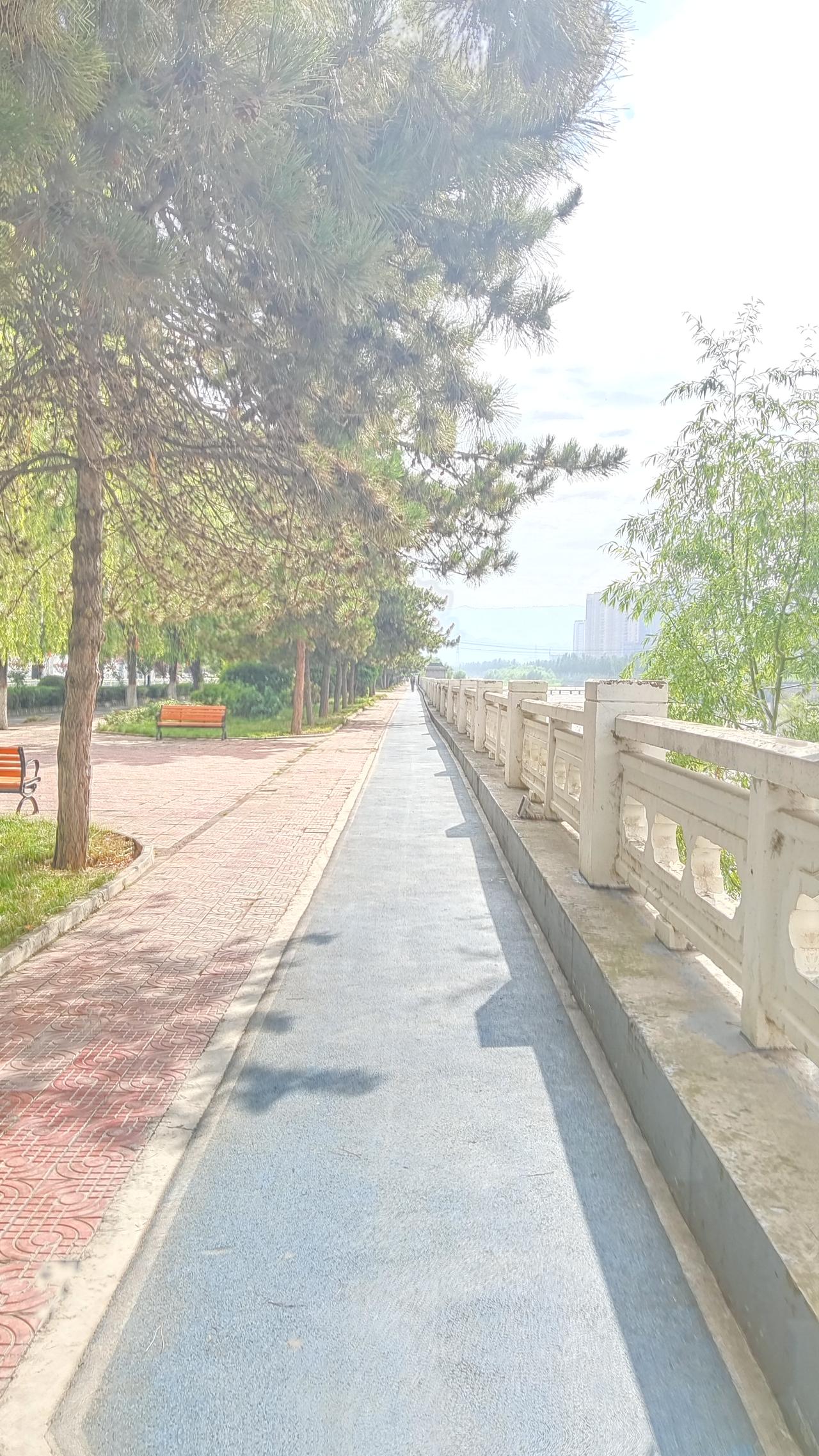 夏日生活打卡季北滨河路晨跑，阳光正好，绿树成荫。