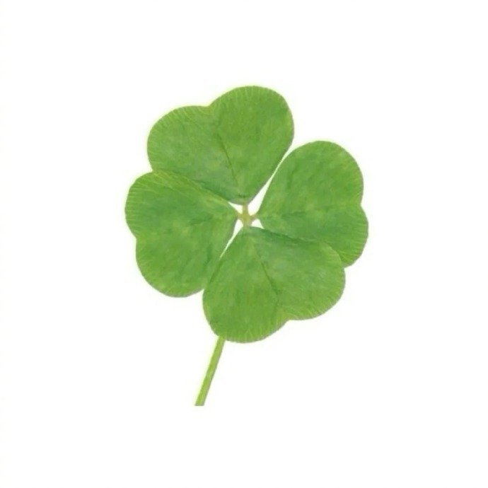 幸运四叶草，一切顺利，接住了！ 