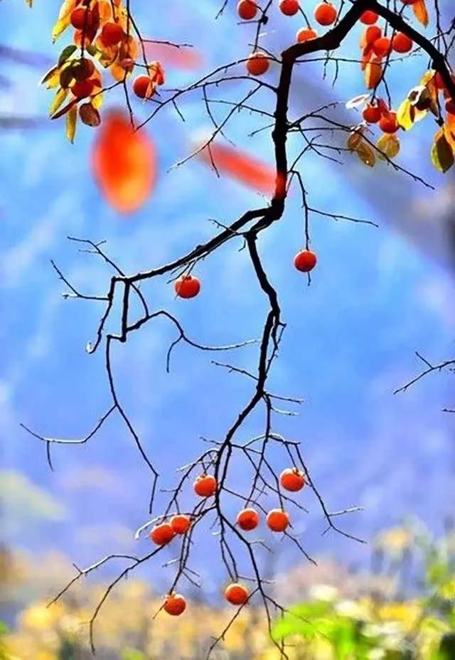 #秋天赏红叶#
秋天赏红叶
花落一日冬
白雪飘过山
一路都长安