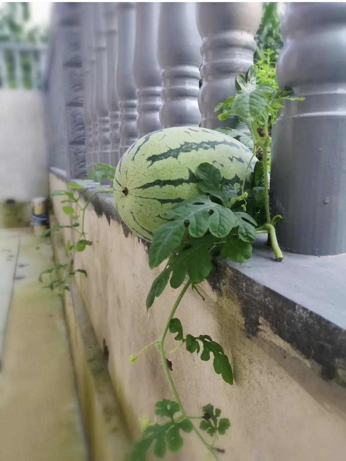 我的今日状态：😁轻松愉快
我这里的天气：🌈雨过天晴
离家出走的大西瓜，别人家