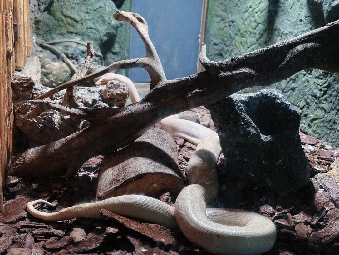 青城山下白素贞最是温柔的那条🐍 