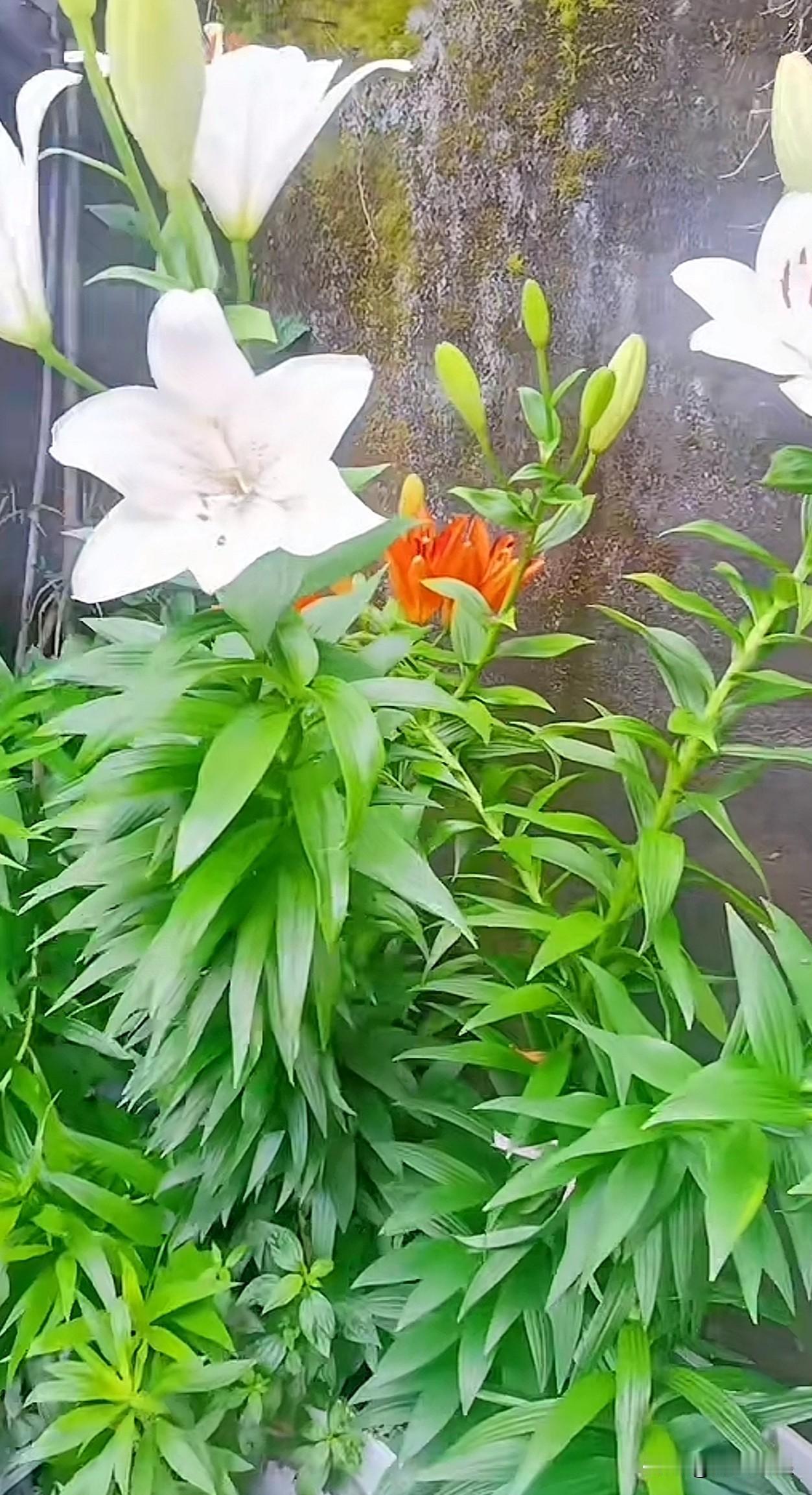 晒图笔记大赛生机勃勃的花园，白色百合与橙色花朵相映成趣，绿意盎然！🌸🌿