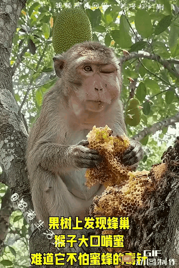 真的被这只硬核小猴哥彻底笑不活了！
彻底诠释了什么叫干饭第一！其他都是浮云！
