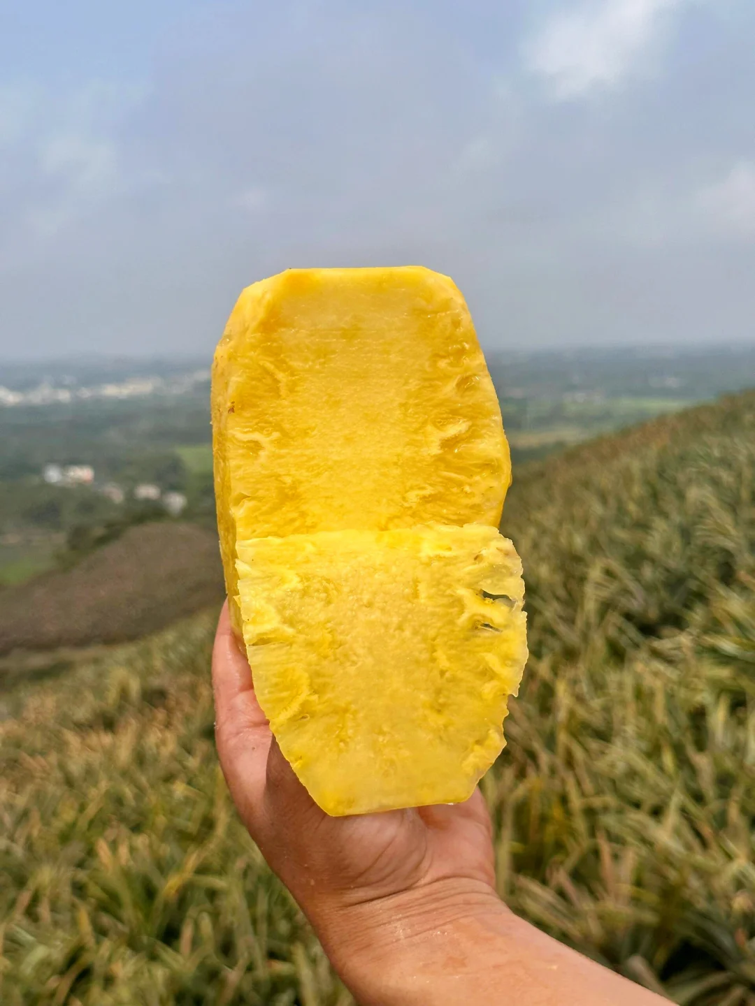 海南17号金钻凤梨，包甜包售后，欢迎试吃！