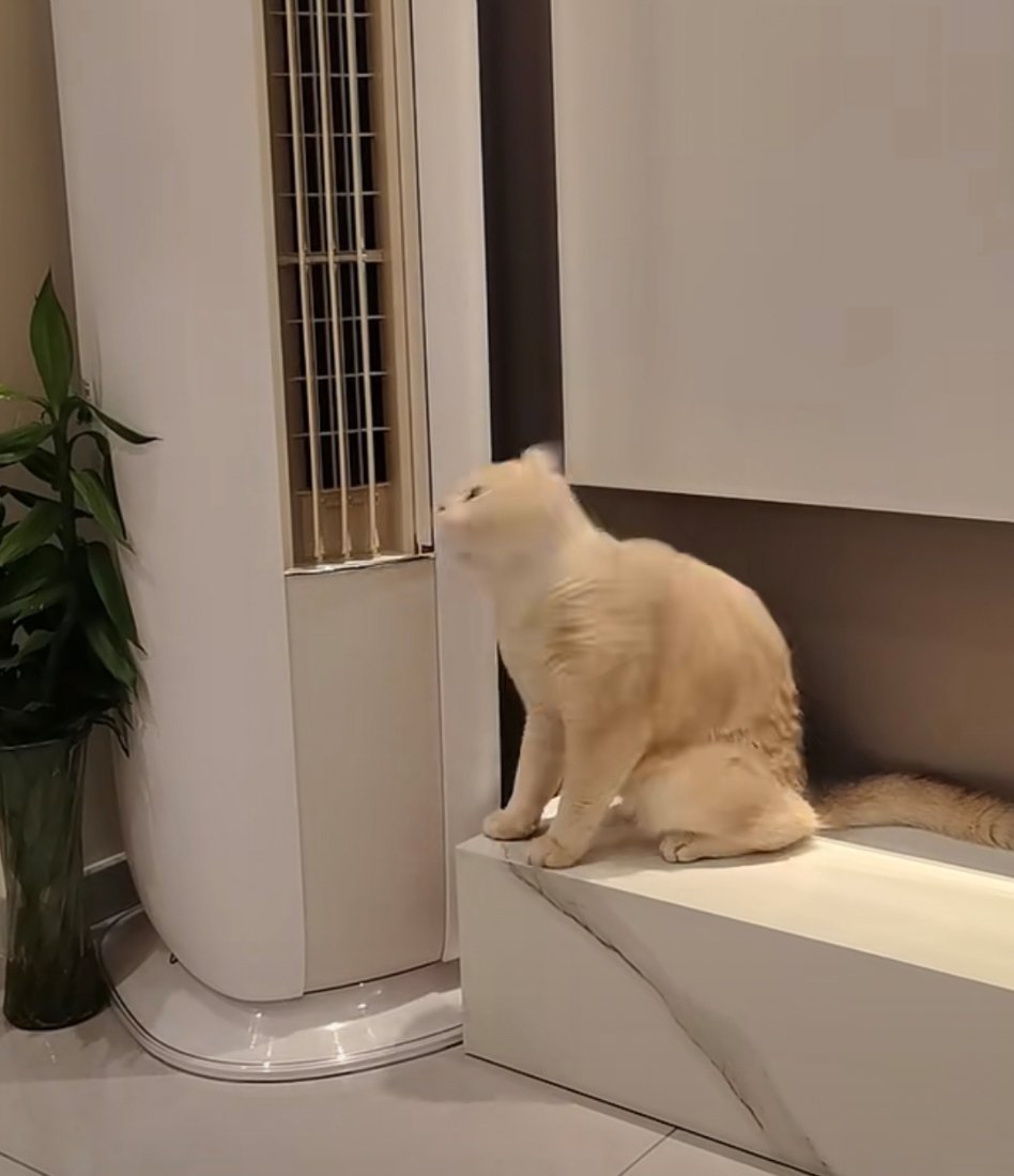 夏天要不要给宠物开空调 猫狗不耐高温，盛夏别硬扛。适当开空调避暑，温度设置适中，