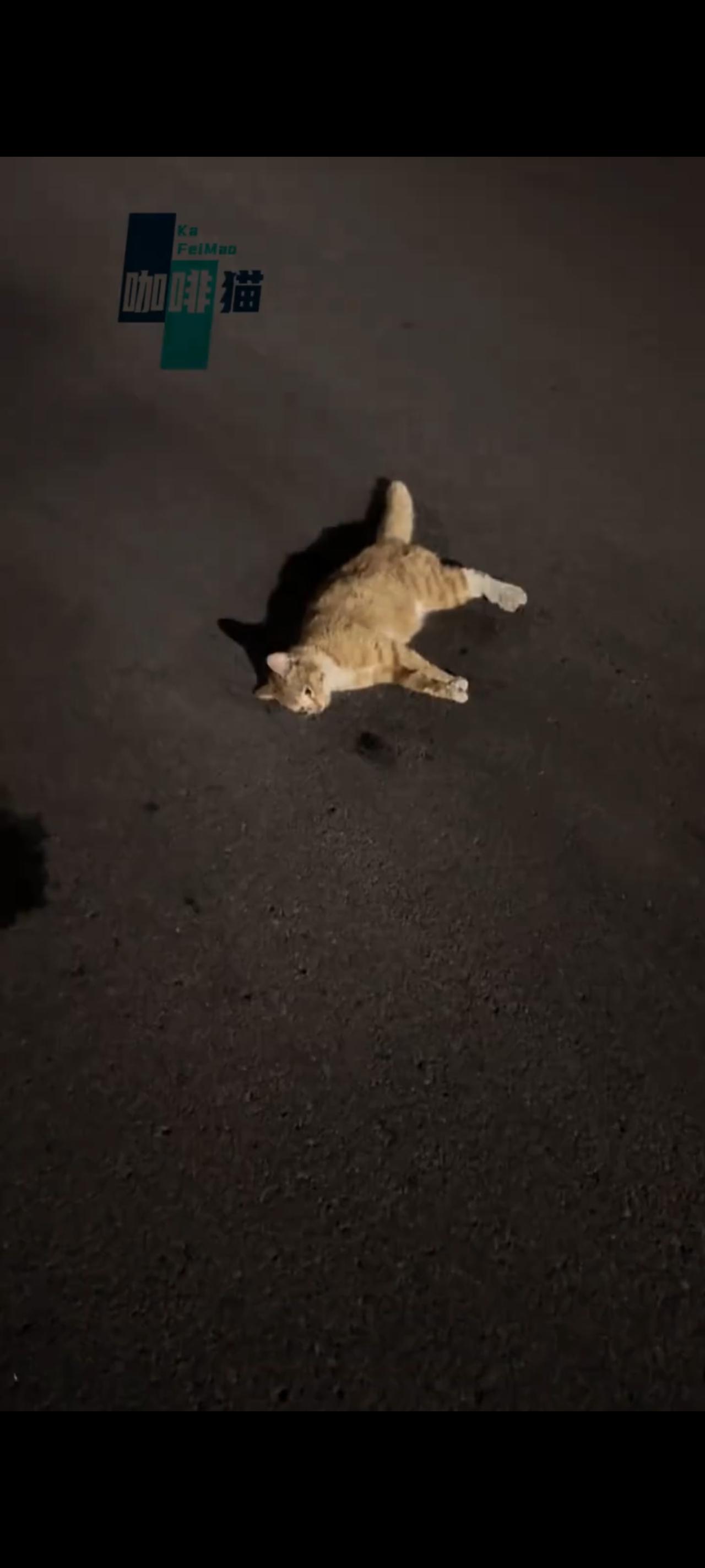 这是谁都不愿意看到的画面，一只流浪猫在过马路的时候，非常的不幸，突然被身后一辆快