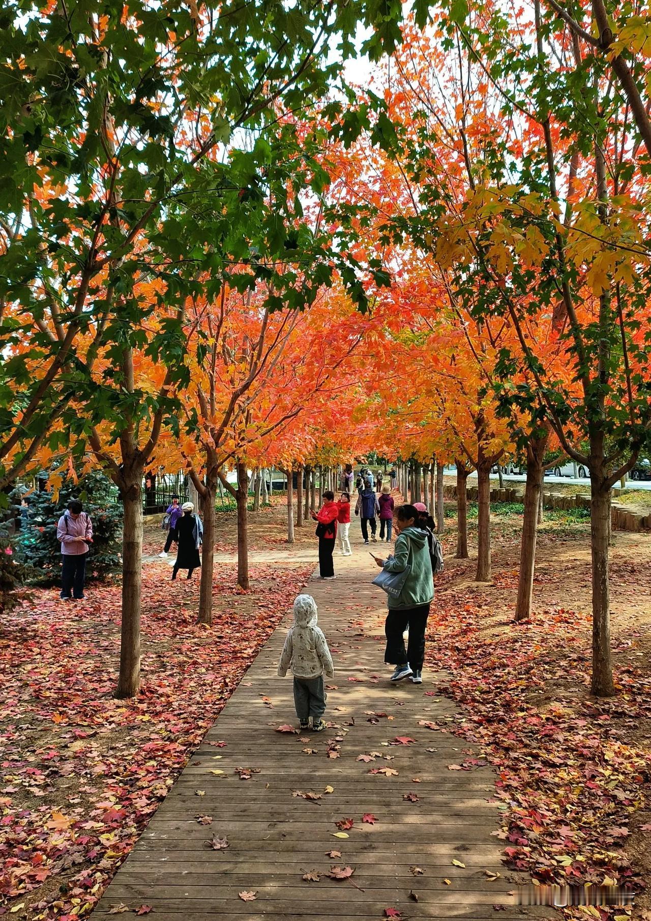 大连免费枫叶观赏地，白云雁水健身公园，今年已经结束了，期待明年#秋日生活打卡季#