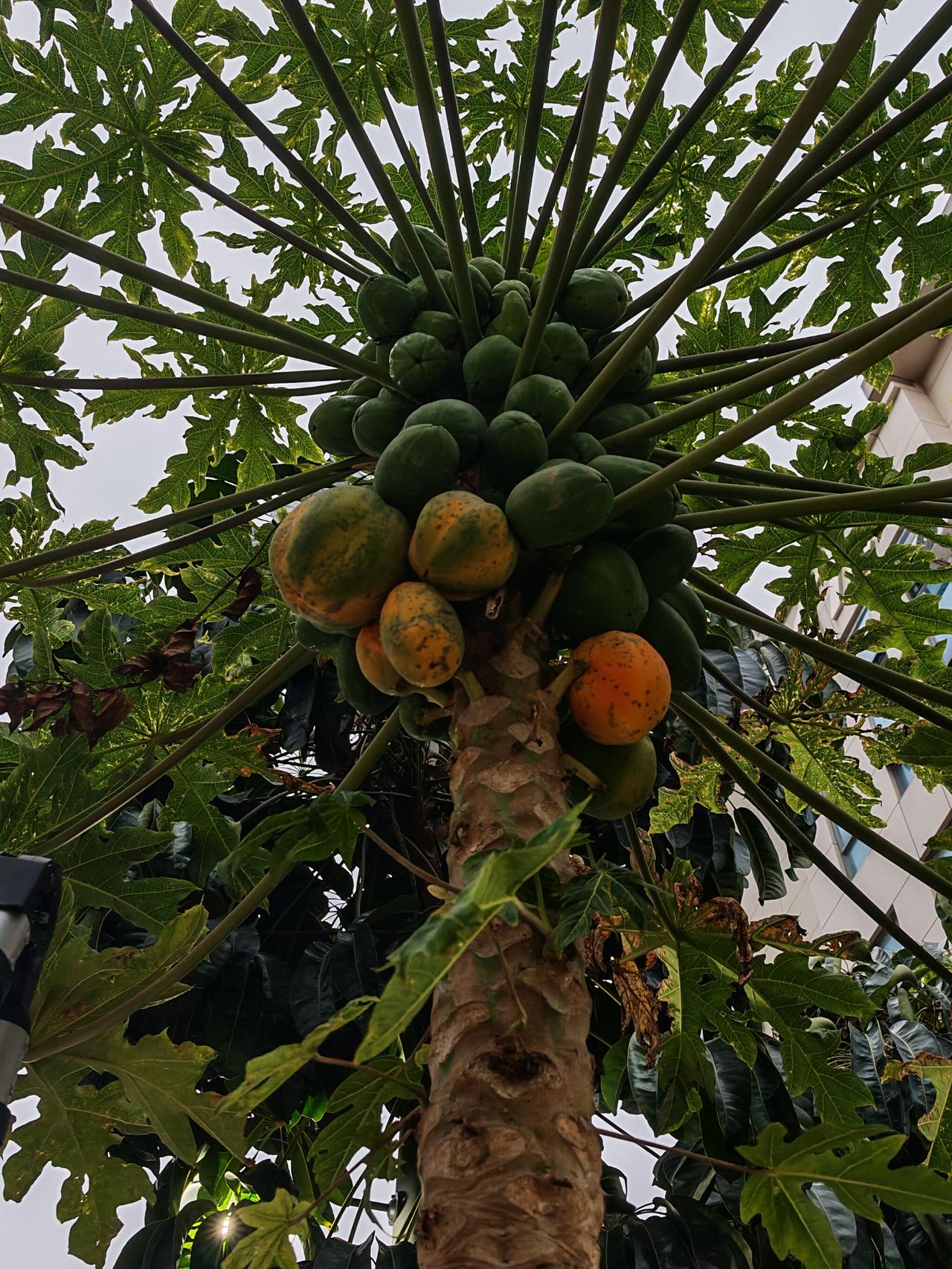 纯天然，自然熟，吃不吃不完……。