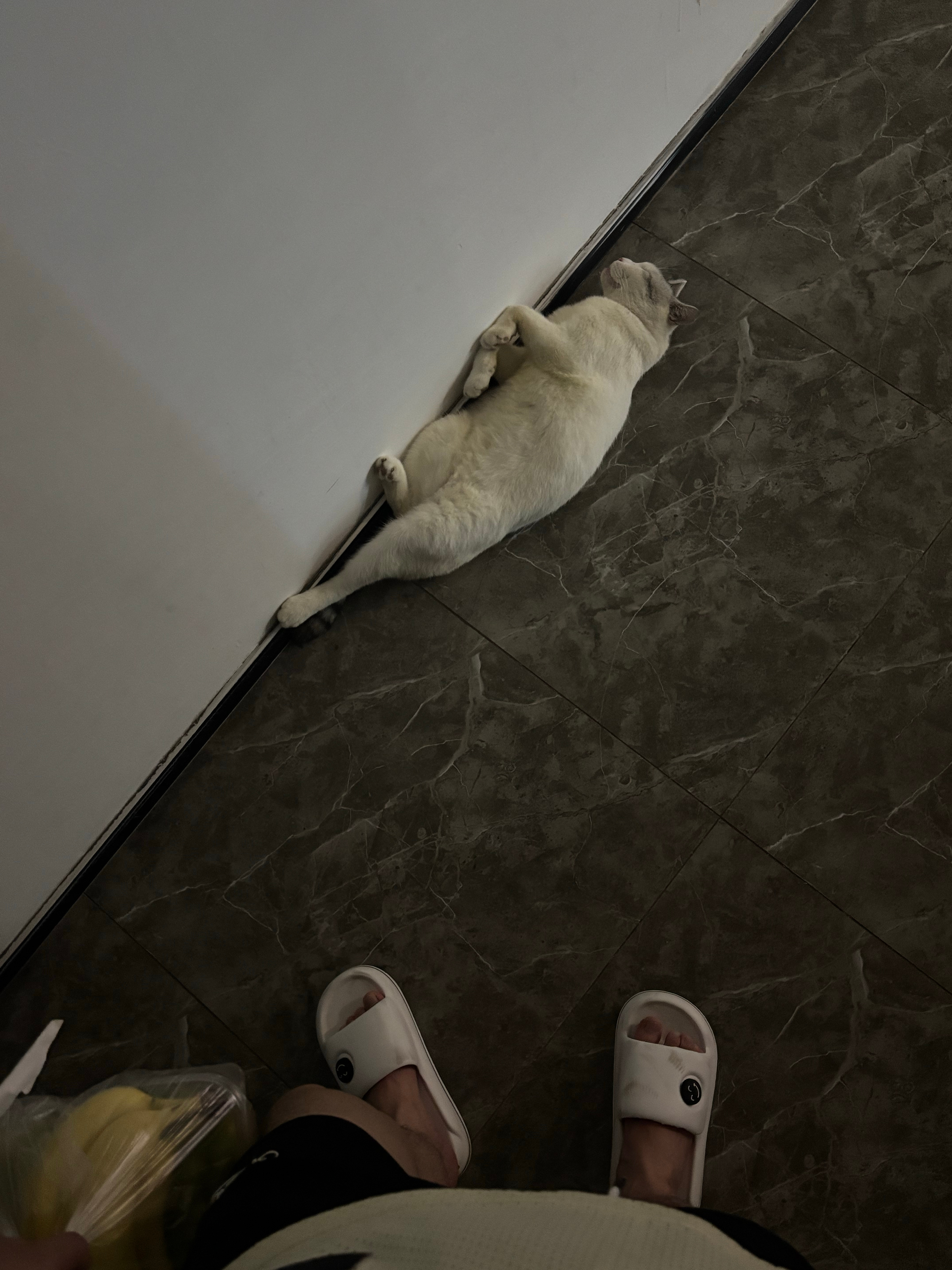 不是说猫科动物在睡觉的时候很警觉吗 ​​​