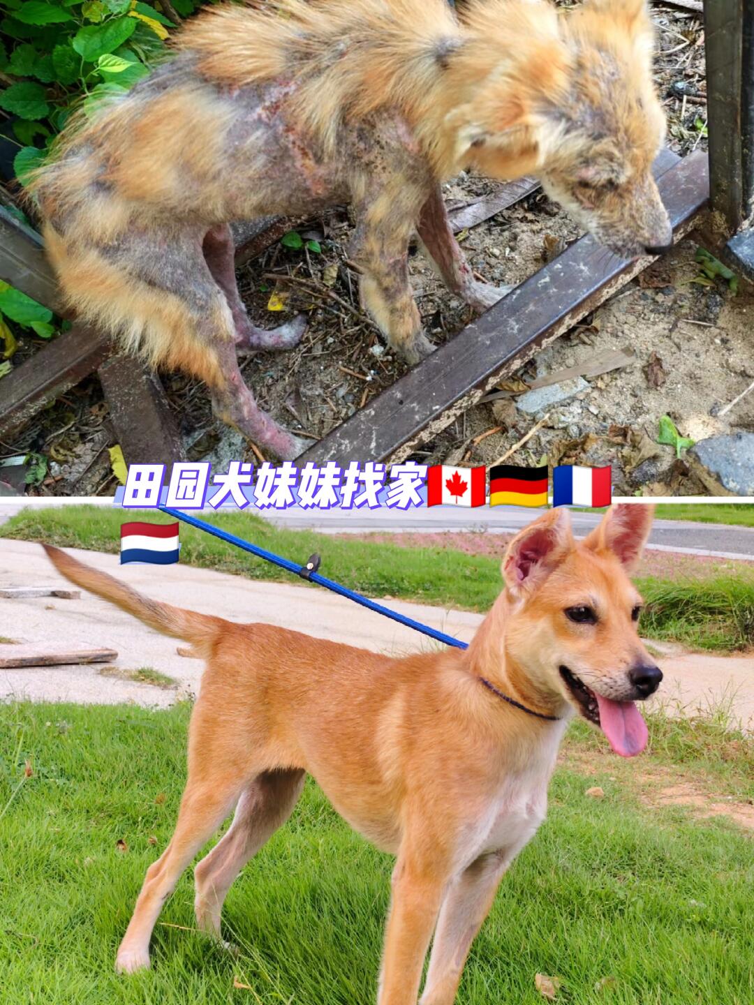 待领养，从破破烂烂到小公主的华丽蜕变