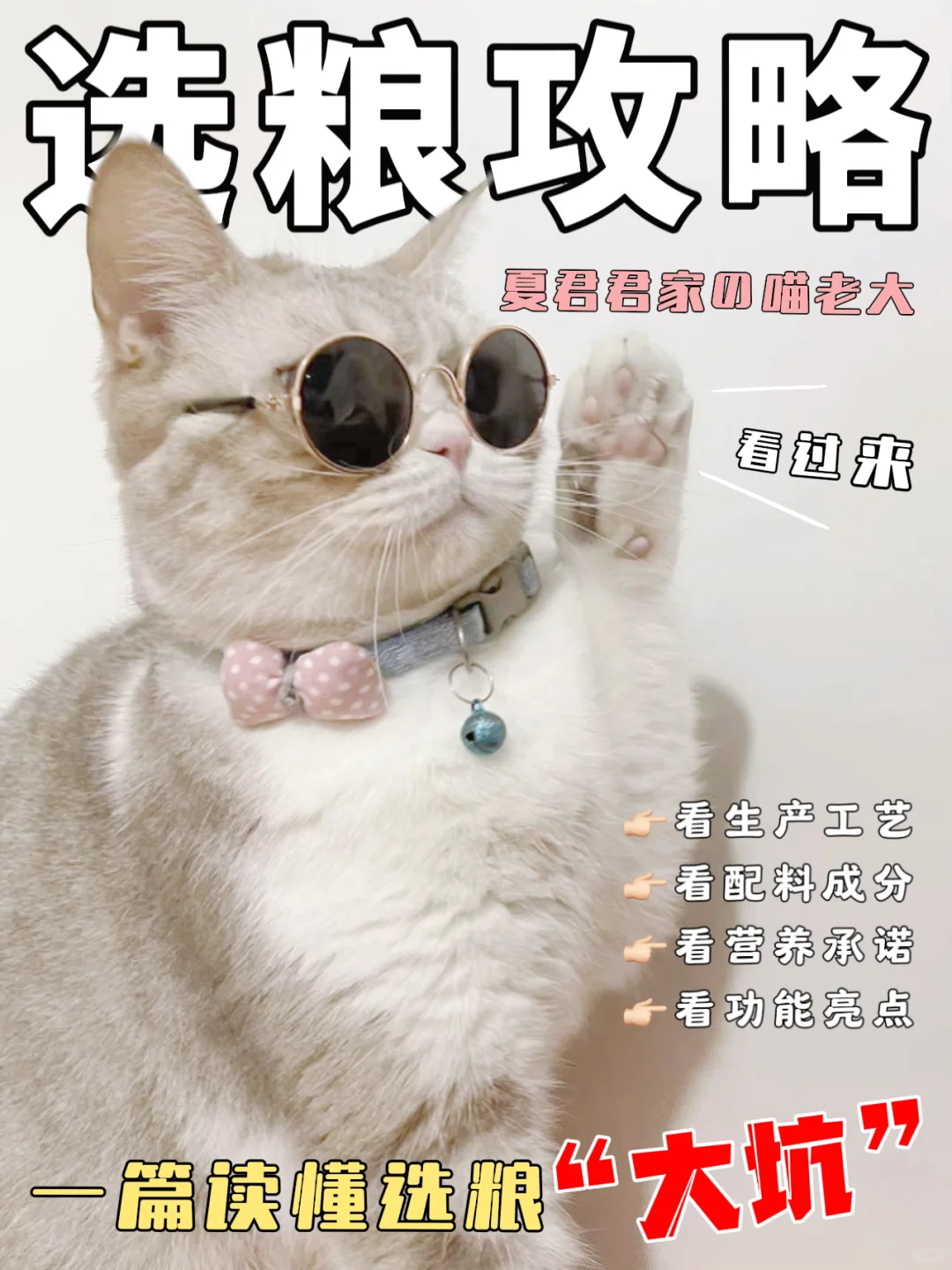 选粮看这4点！养猫人不懂也得懂！