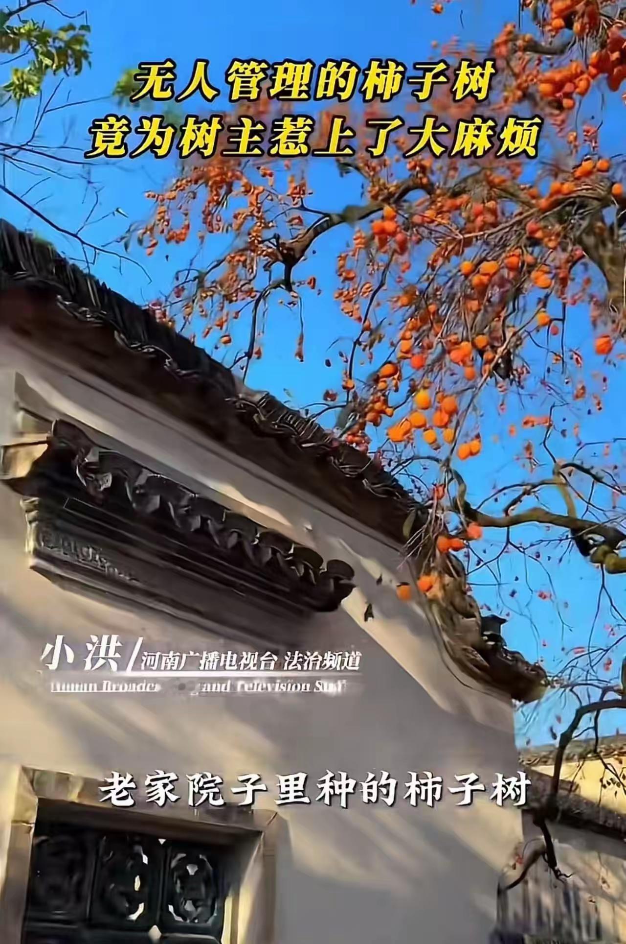 “无人管理的柿子树，竟为树主惹上大麻烦！”河南女子偷摘柿子摔骨折，反手索赔2万，