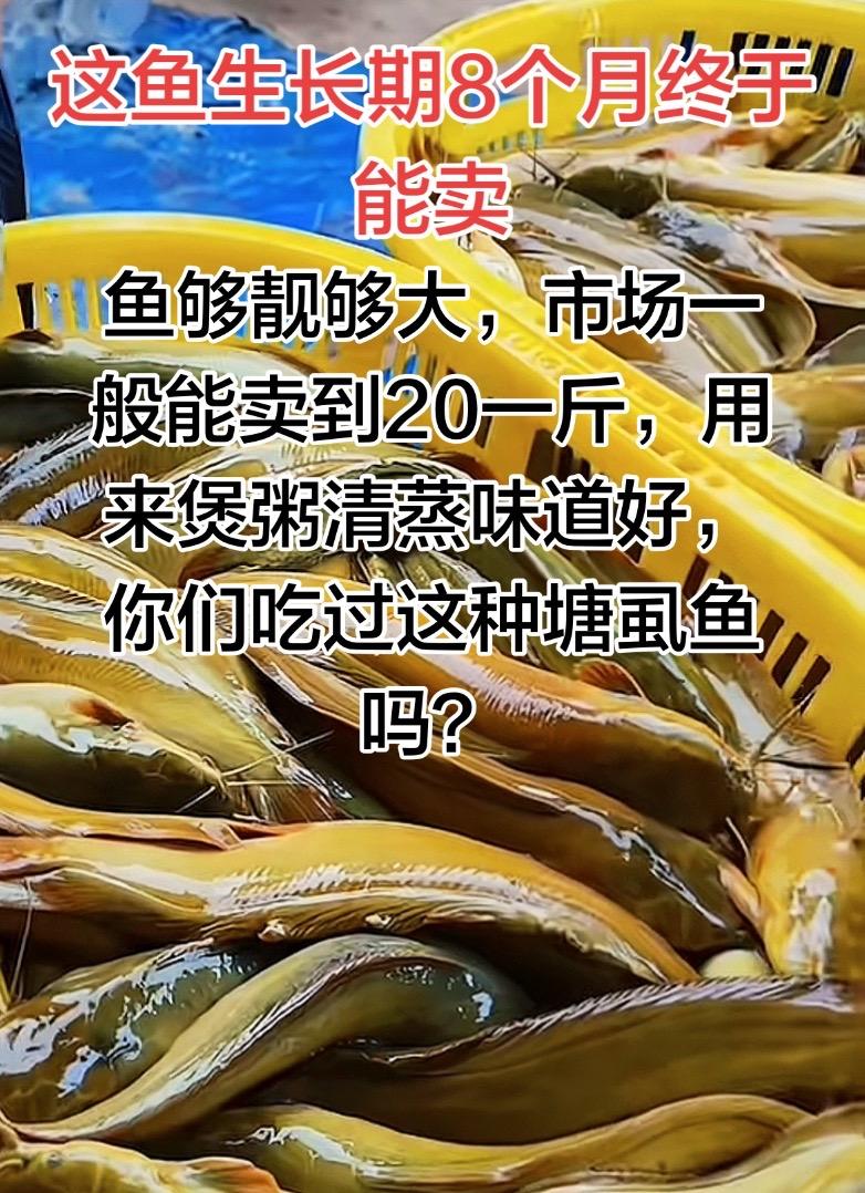 这是池塘养殖8个月的塘角鱼，这鱼只要有吃生长速度快，平均7到8两现在的收购价是8