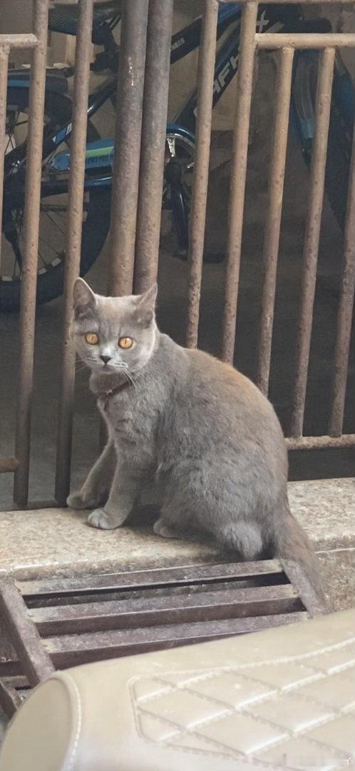 在相册翻到一只咪🐱！ 
