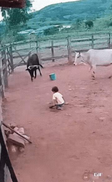 太让人动容！两三岁幼童在院内玩耍，黑牛突然发狂直冲孩子袭来。危急关头白牛挺身而出