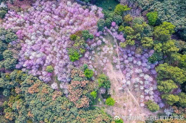 【穿花海品美食！北京铁路新年首趟“银发旅游列车”3月开行】游览江西婺源油菜花海，