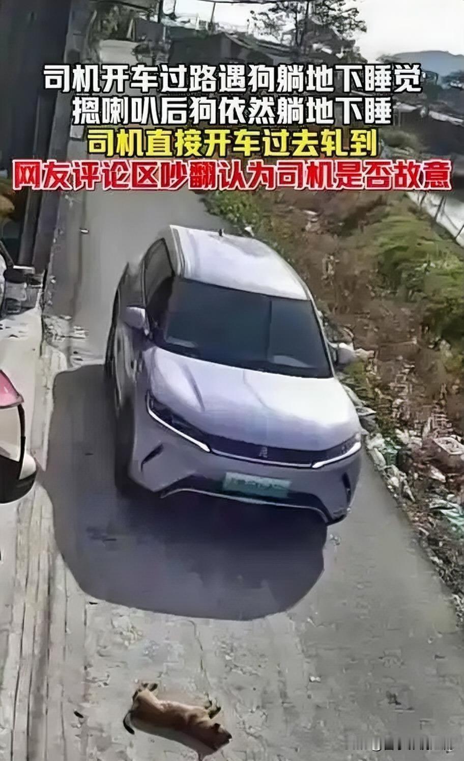 狗路中酣睡，司机鸣笛无果后辗压引争议

近日，一只狗在路中间安然睡觉，司机多次鸣