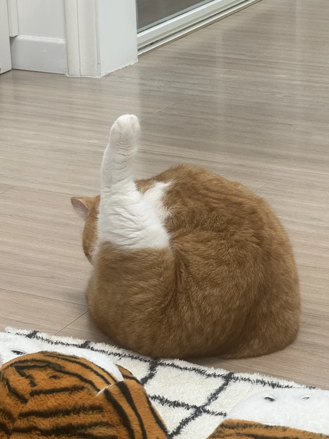 柔韧性极差的大鸡腿