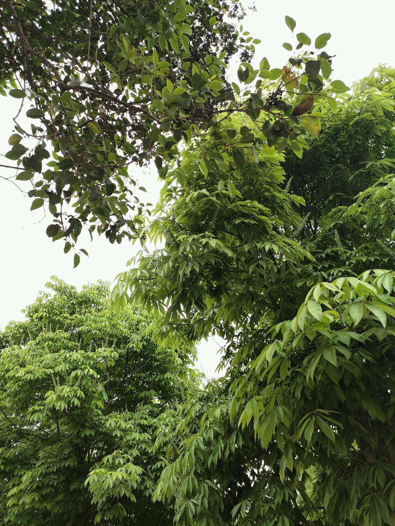 晒图大赛满屏的绿意，是夏天递来的温柔，风一吹，连空气都变得清爽起来。