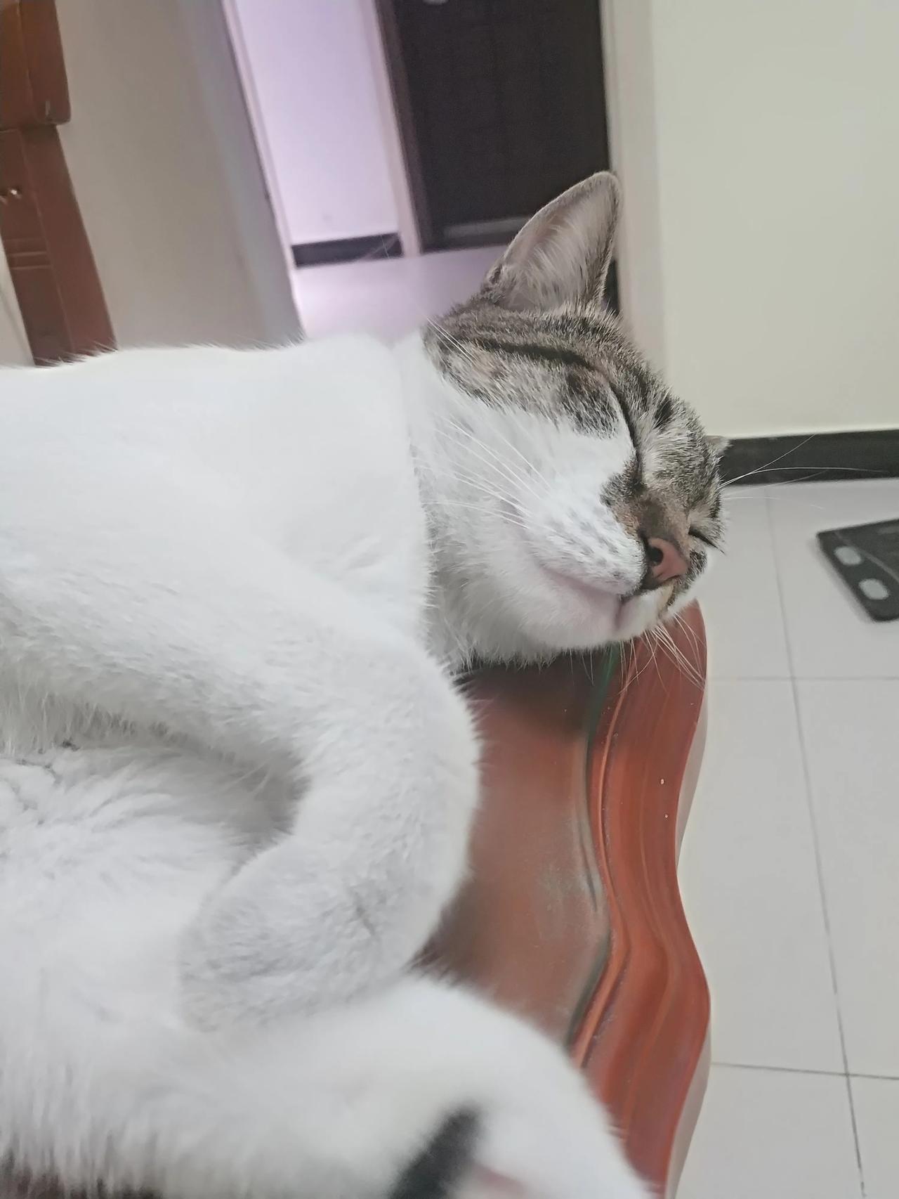 猫子偷着从阳台跑着去浪了，在担心了两天后，不知道羞耻为何物的她在我们出去散步时将