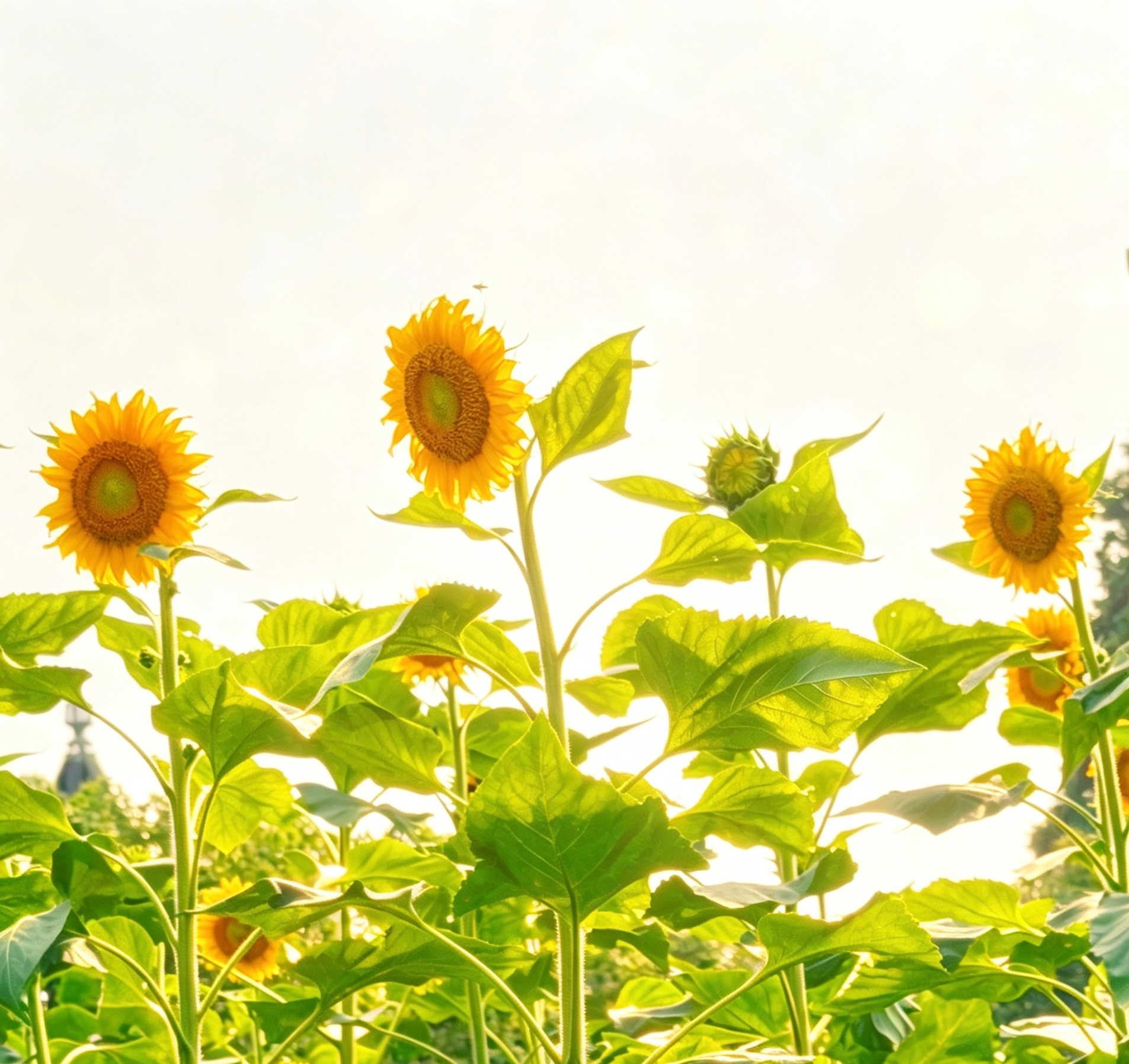 七月🌻 
