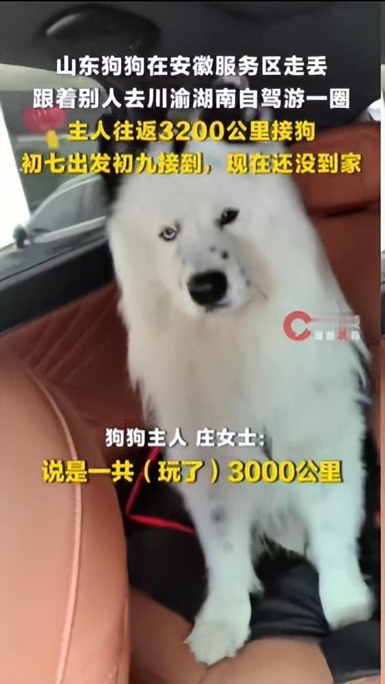 离谱！山东小狗服务区“溜号”，竟被陌生人带跨省旅游，主人驱车3200公里疯找！