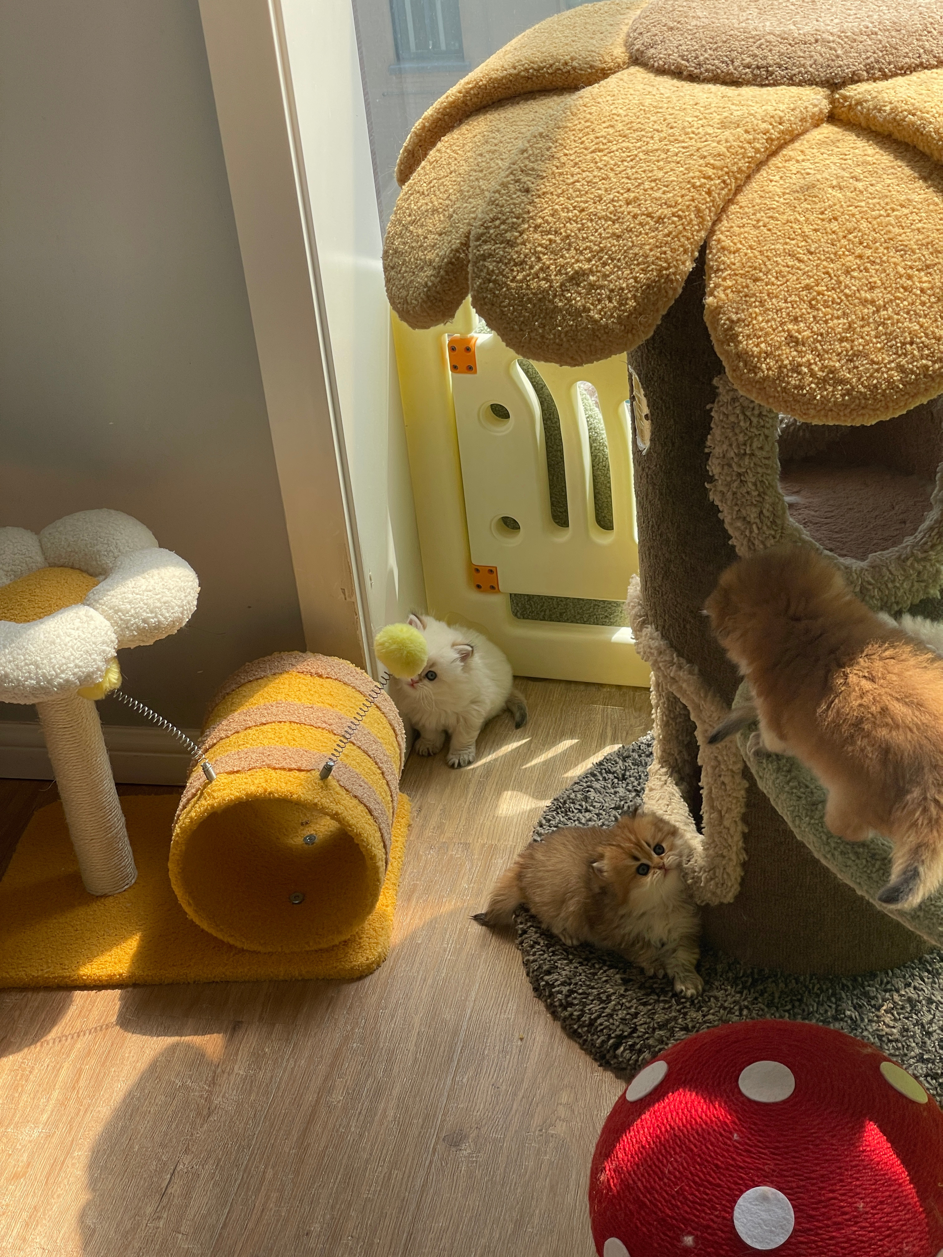 谁会不爱小猫咪呢#英国长毛猫##金渐层##金点# ​​​