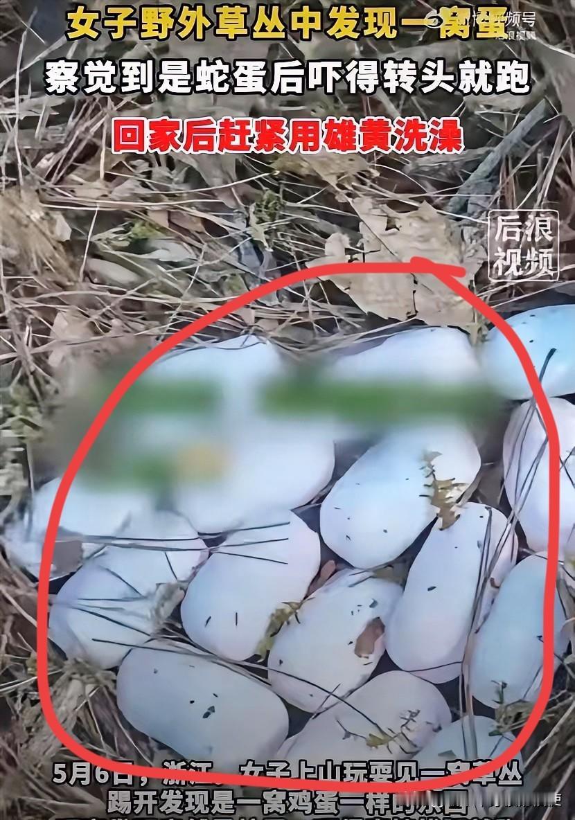 惊魂一刻！5月6日，浙江王女士登山时，在草丛发现一窝“野鸡蛋”，胆大的她还拿在手