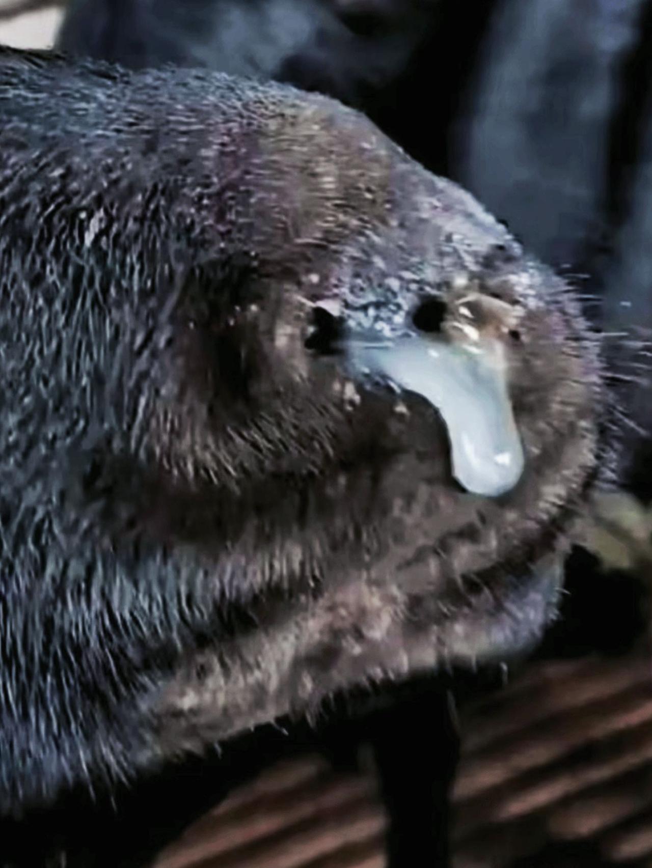 养羊人 农村养羊 牛羊养殖