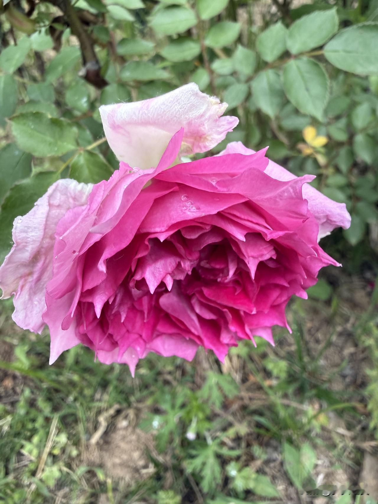 【小对联】
上：……？
下：行不行；