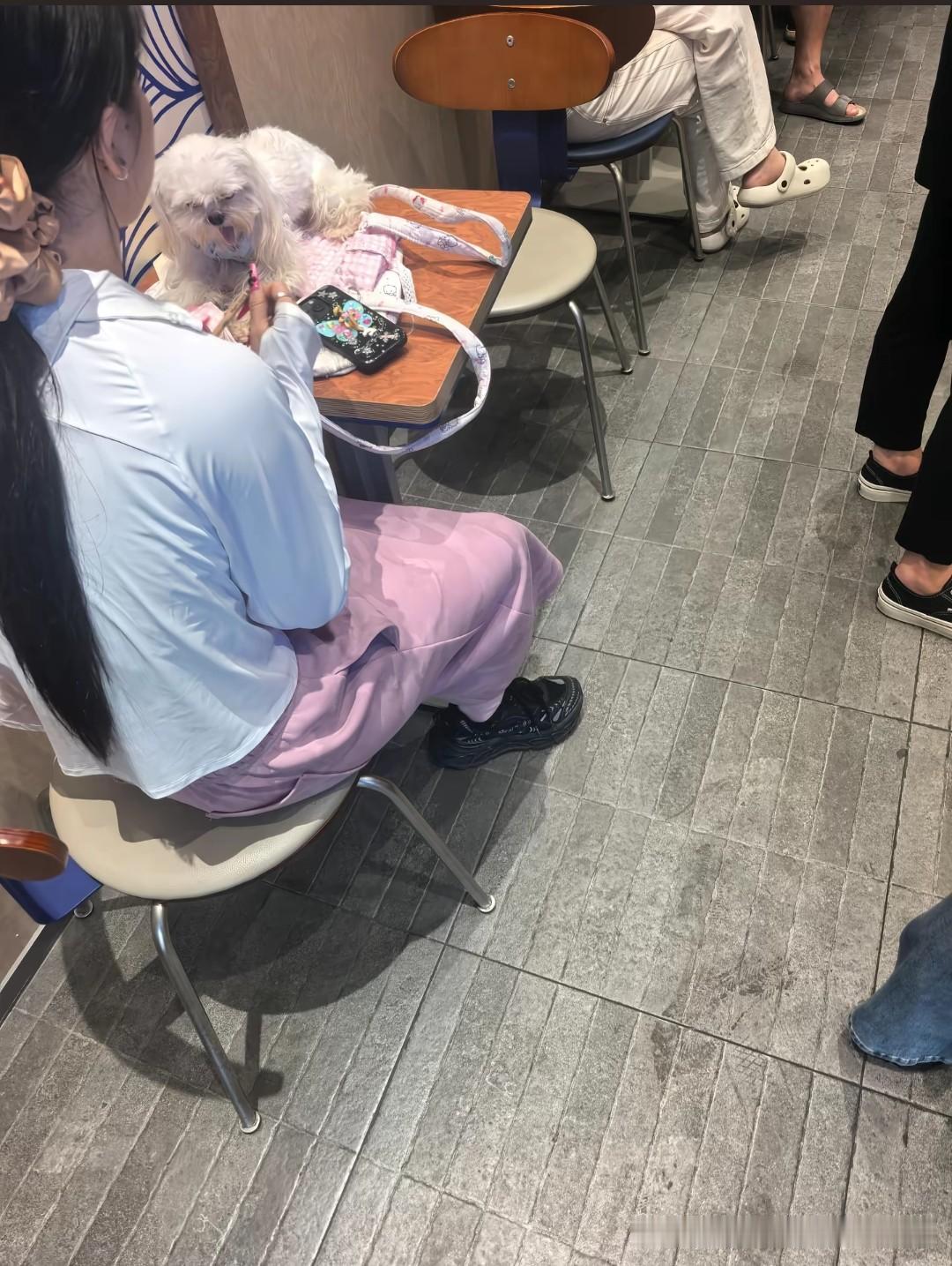 把宠物狗直接搁餐厅饭桌上？这哪是毛孩子，分明是给邻桌添堵的“霉孩子”！图片里那只