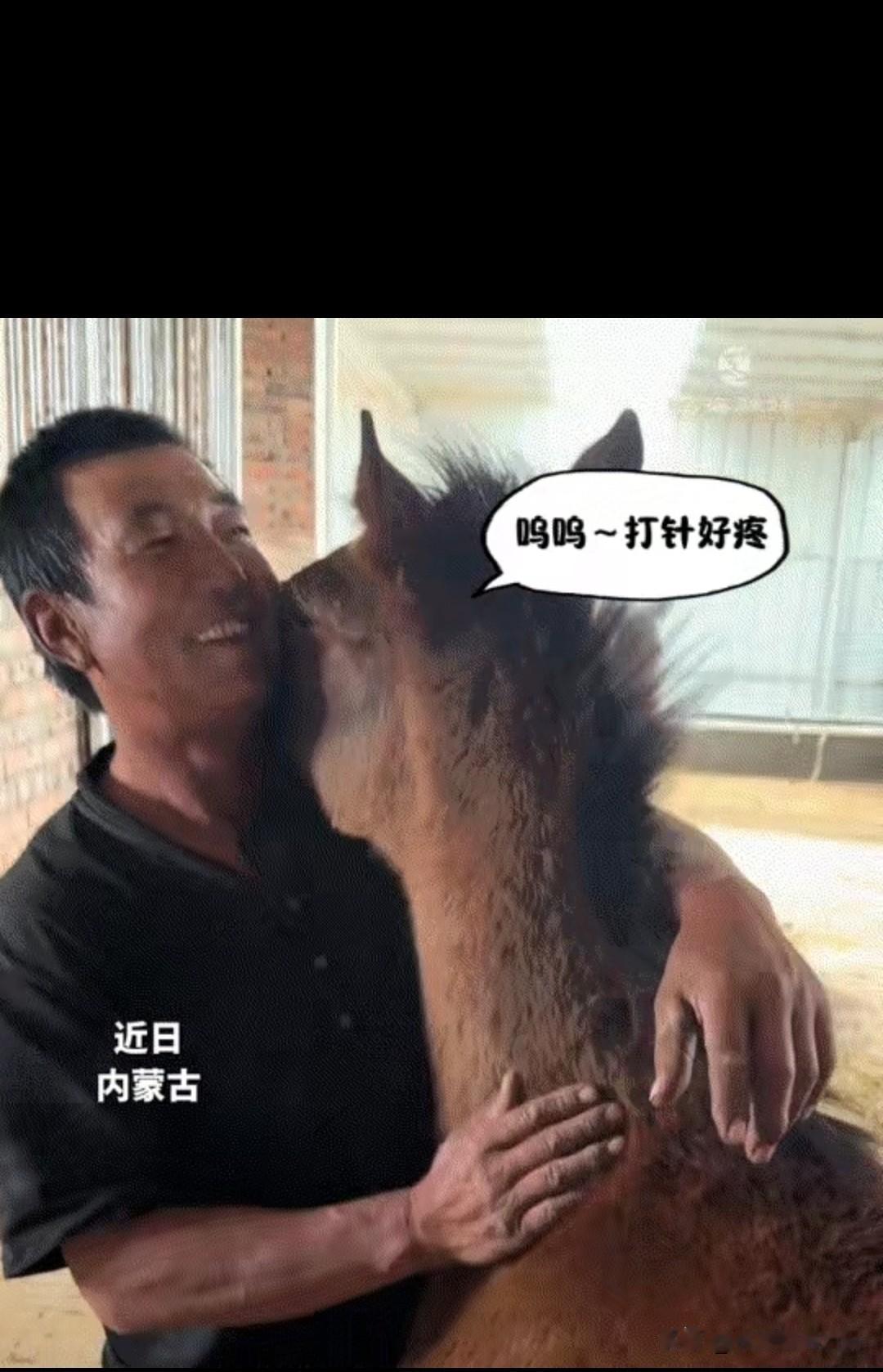 暖心又好笑，内蒙古一兽医来给小马打针，不料小马打完针见到主人来棚里时，竟一头趴在