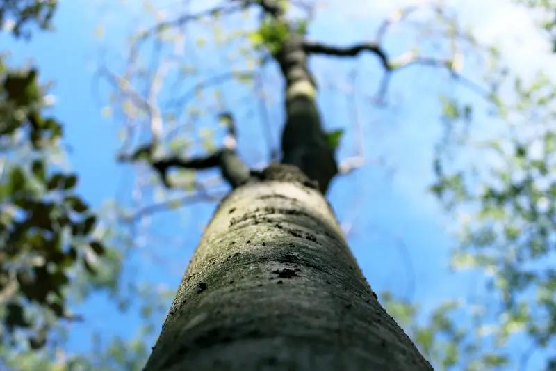 贵州遵义一棵树形似“大圣归来” 贵州遵义最近火了两棵“大圣树”！湄潭县永兴镇的百