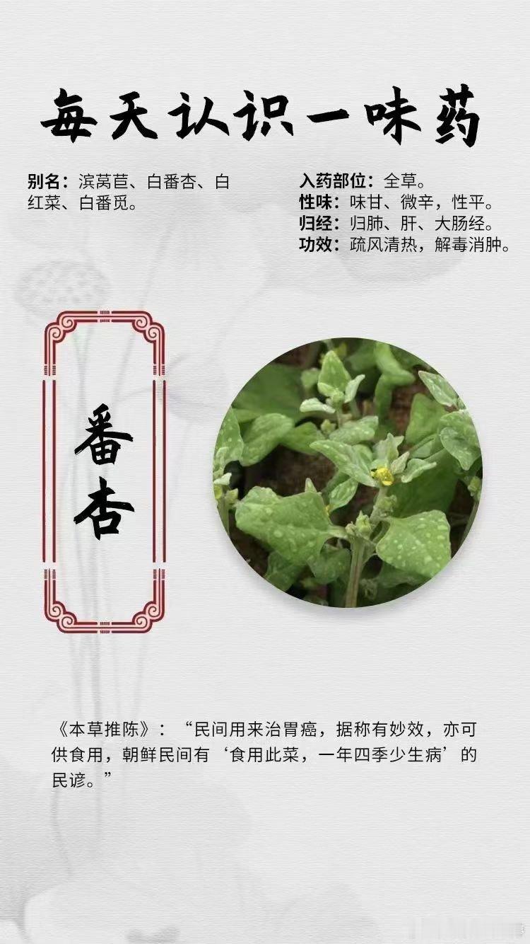  【每天认识一味药】[鲜花]番杏☁别名：滨莴苣、白番杏、白红菜、白番觅。☁入药部