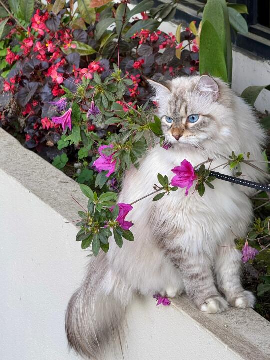 更一组户外遛猫照 最后一张鬼迷日眼吃猫条