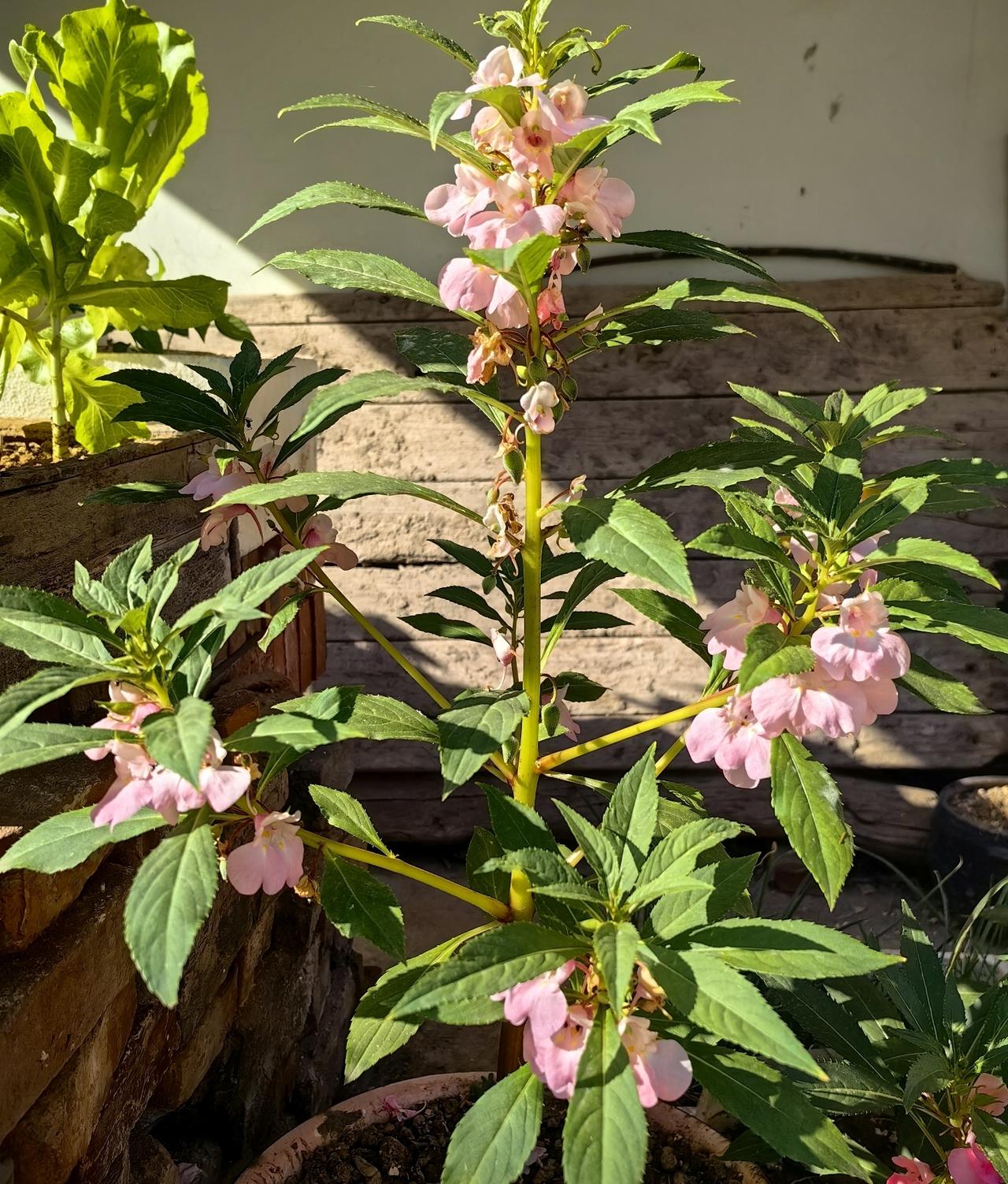 邻居养了两棵凤仙花，一棵开着粉色的花，一棵绽放着红色的花。

看见这两株凤仙花，