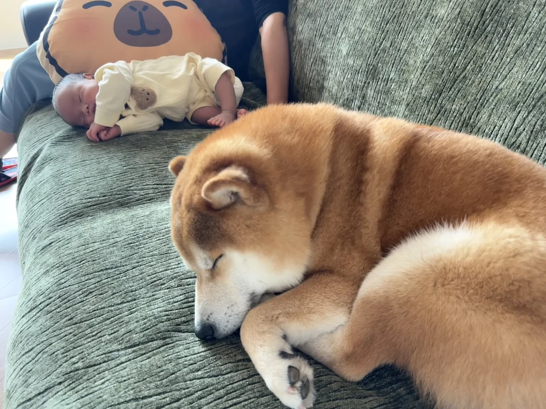 给宙斯整了一个小玩具