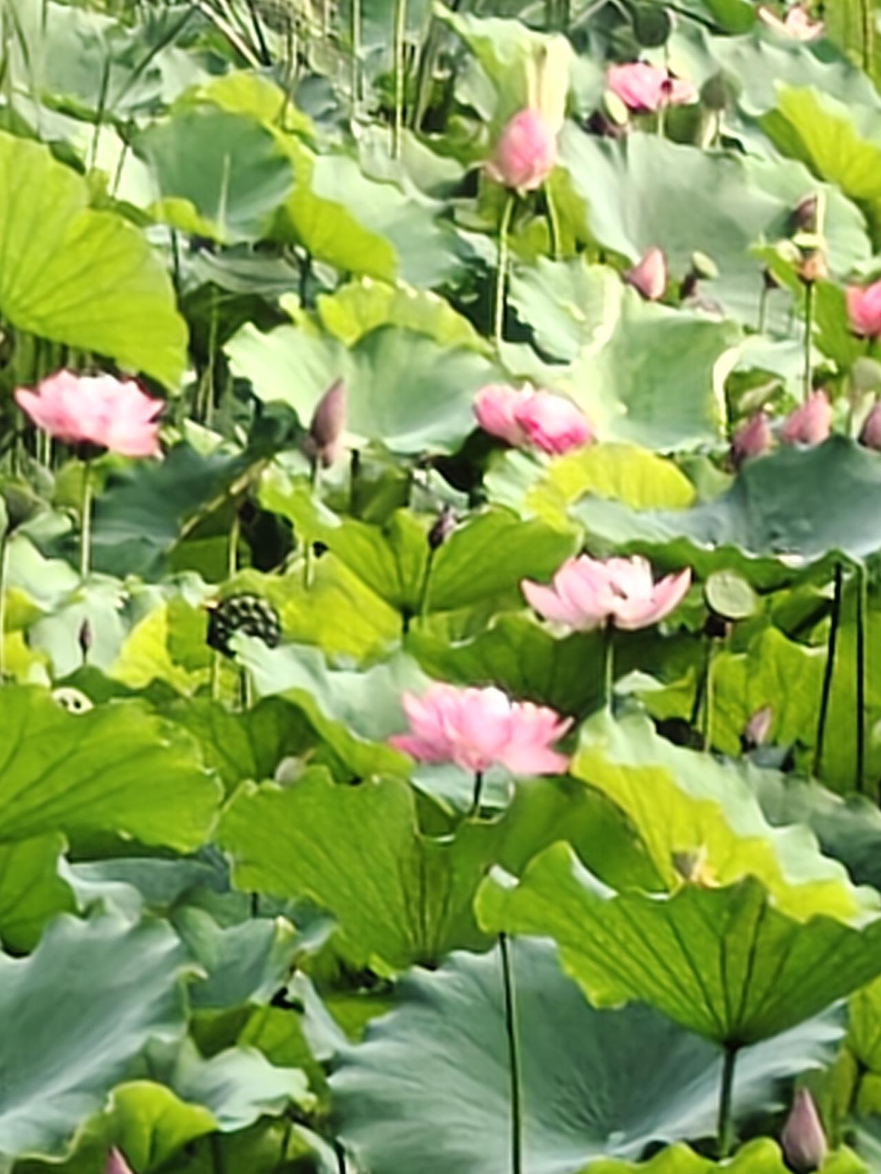 夏日生活打卡季满塘荷花别样红