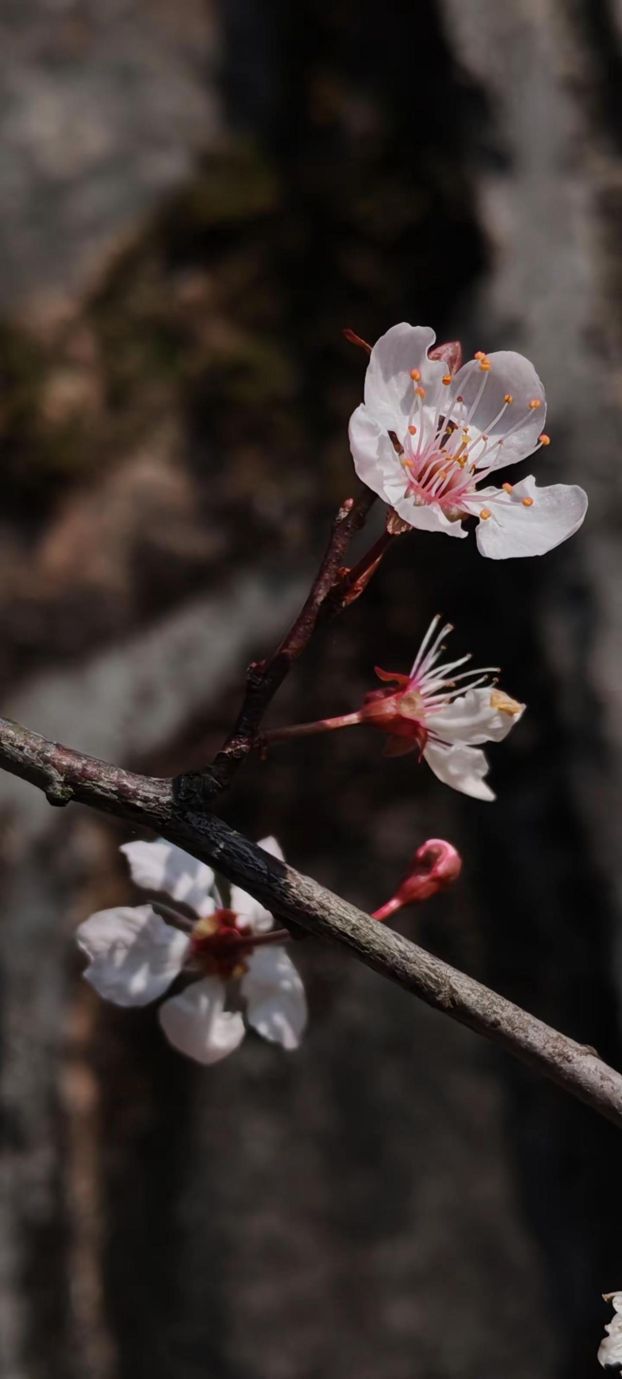 请你看花。莫问年岁，女神万岁✨祝所有女神：节日快乐！美丽万岁，永远被温柔以待～