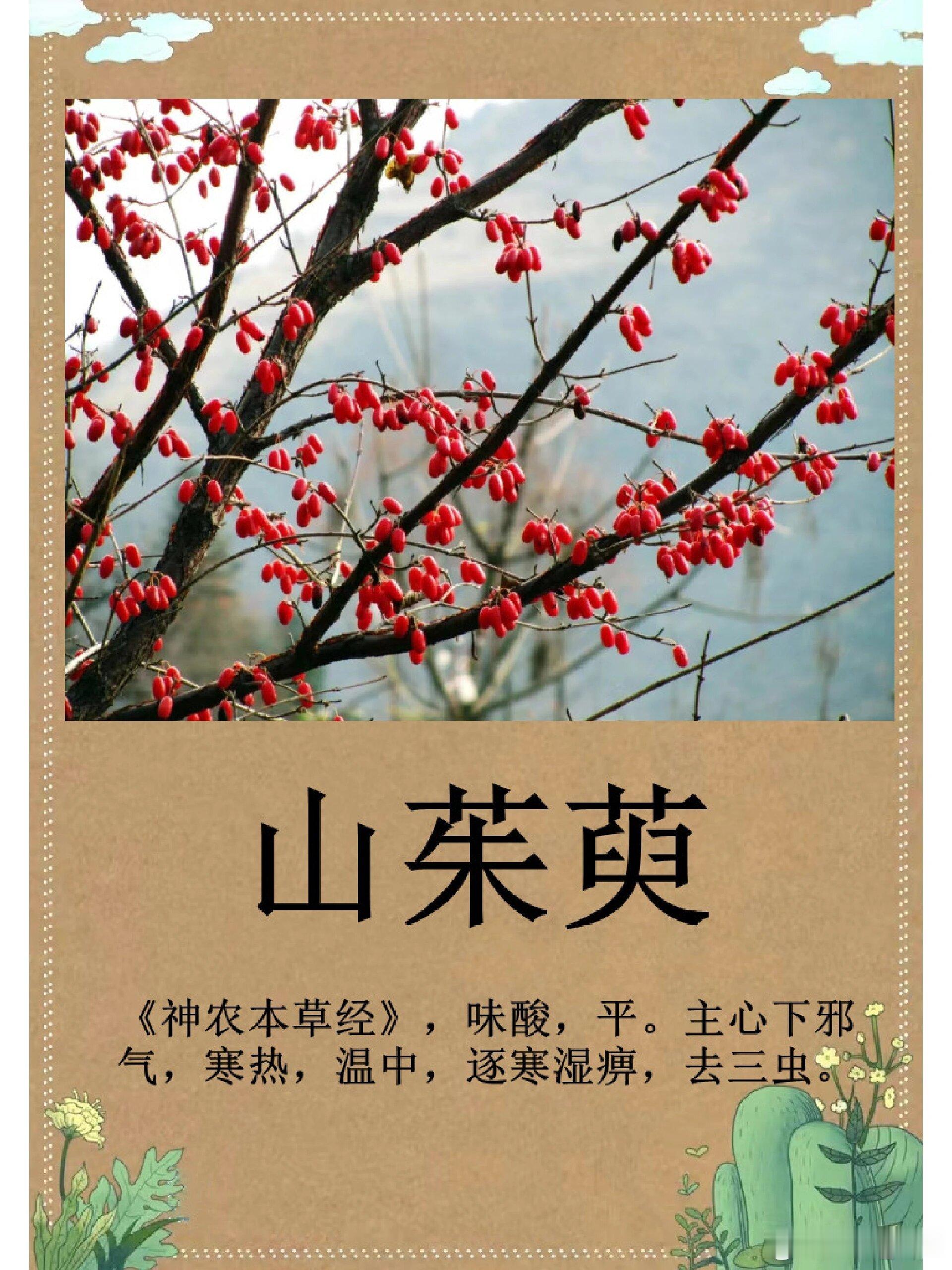 张锡纯医案，大汗不止，床褥湿透已近垂危，用净它煎汤，汗立停！中医历来重视“扶正祛