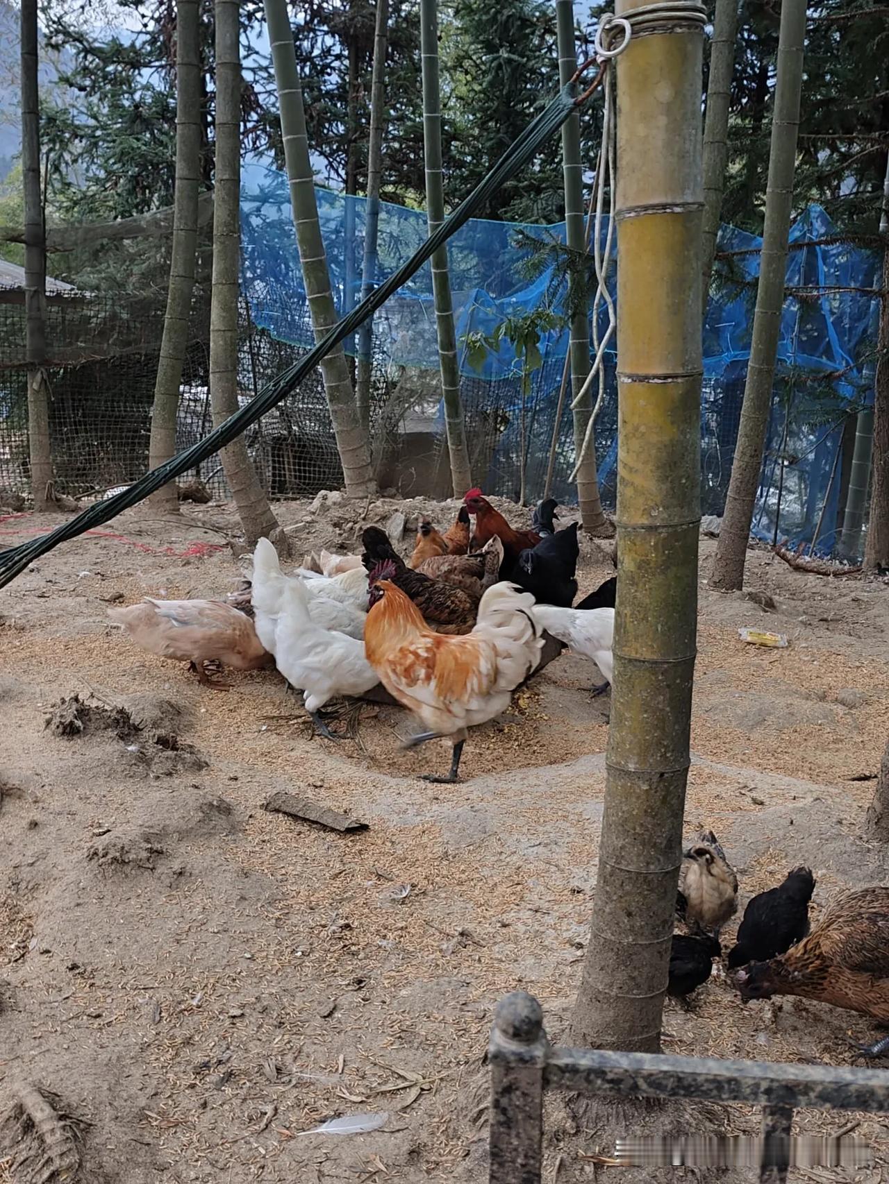 养的鸡太少年底没什么鸡，还可以卖掉，两只公鸡，三只鸭，