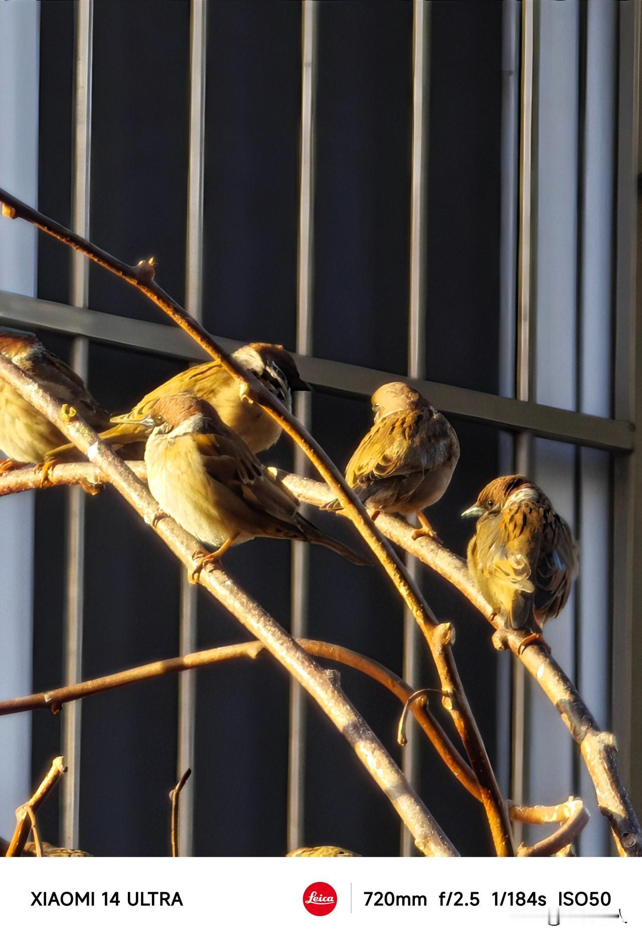 粮厂14 Ultra 这个超长焦在光线好的情况下，素质确实很顶。。。顺便预告一下