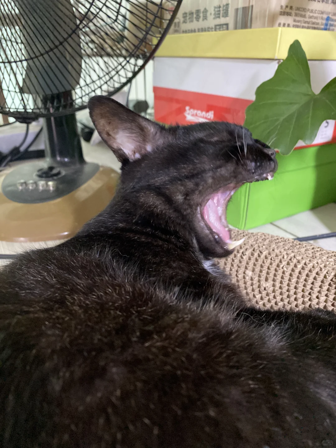 拔了牙的猫爷爷，健健康康的活了两年