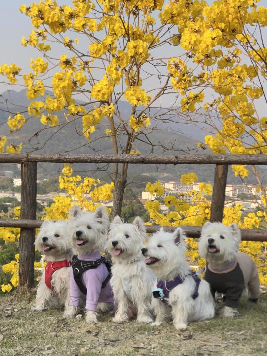 今年的国际小狗日！给小狗们过节啦🌼