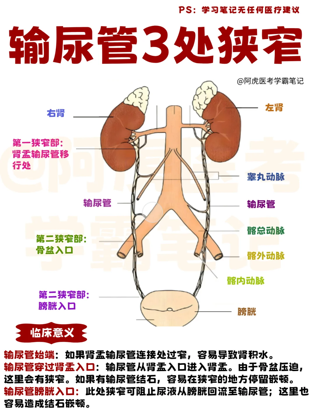 医学生笔记📒｜输尿管3处狭窄👆