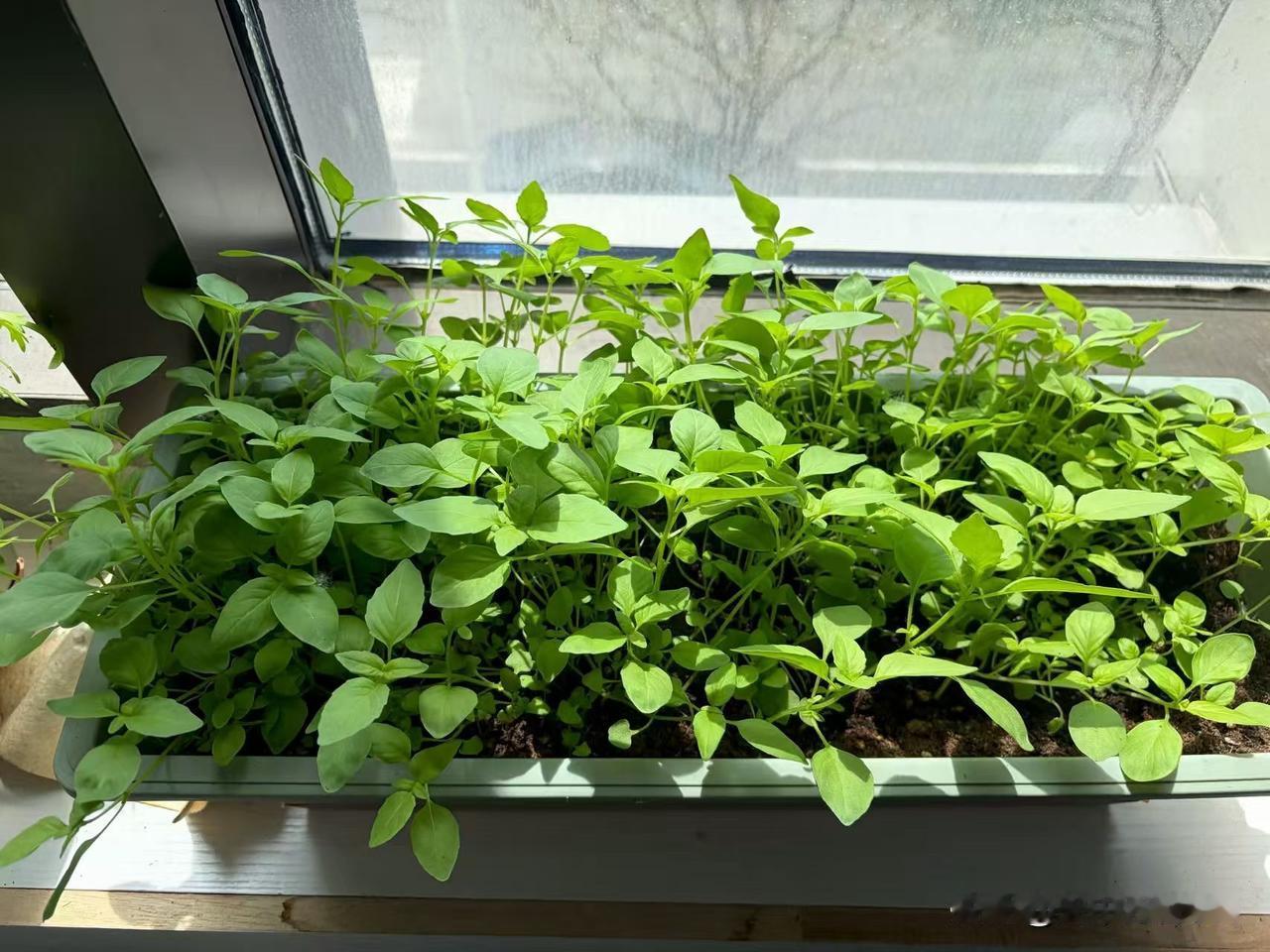 台球原来的农村，三线，四线，五线，遍地开花的运动，随者手机的普及，渐渐变沒落了。