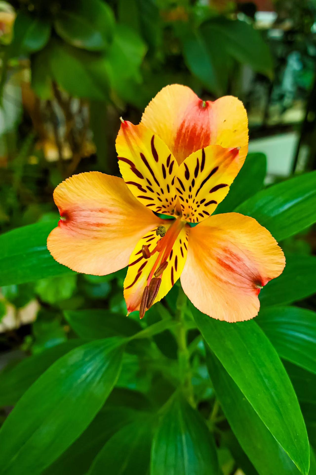 惠风和畅，	春花烂	漫。