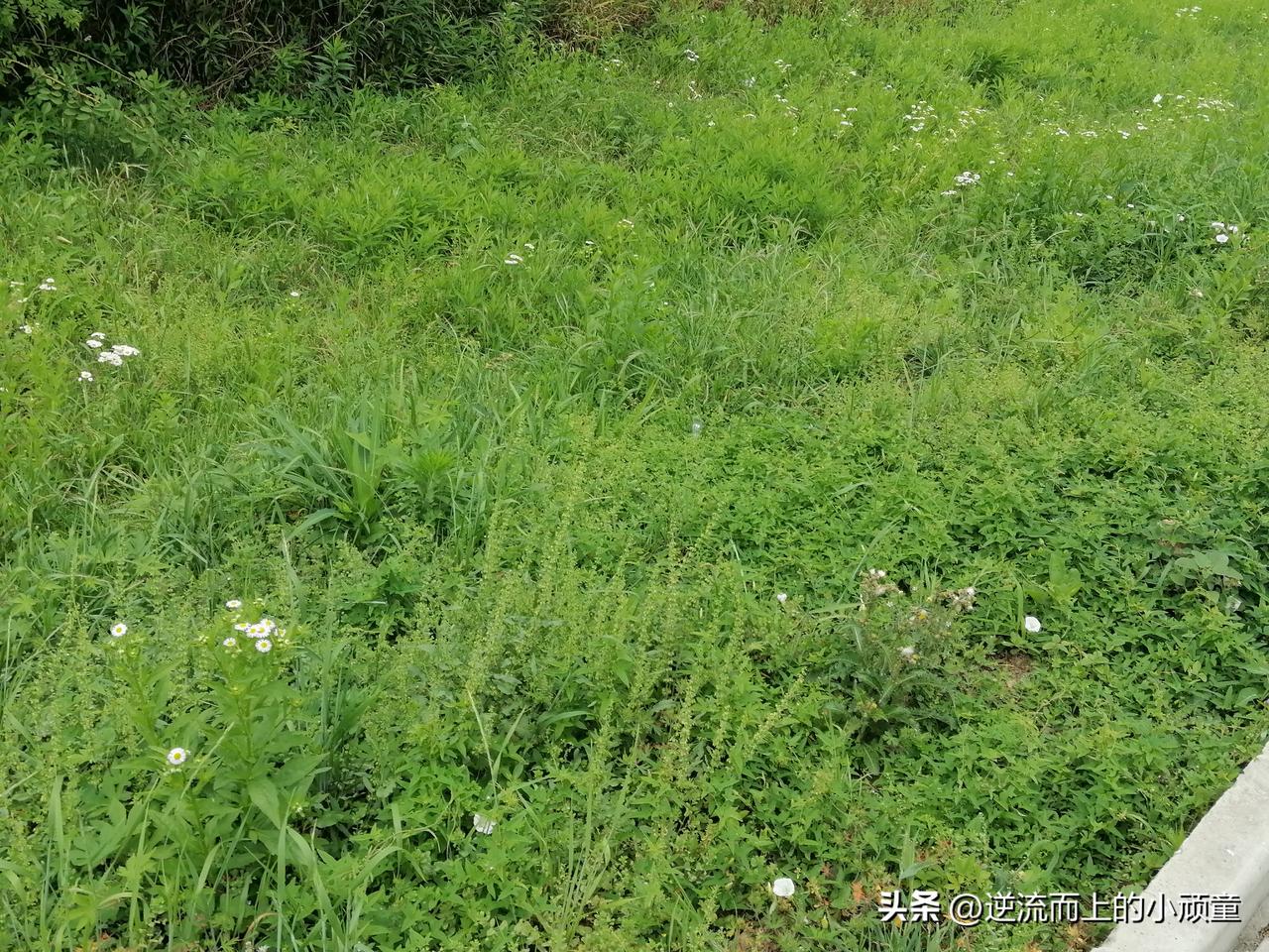 有强护城河、竞争优势的股，从长期看，这才是真正的低估股
具体到散户就是买垄断企业